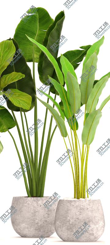 images/goods_img/202104022/Collection plants 3D model/5.jpg